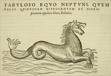 Hippokamp (Hippocampus). Conrad Gessner, Thierbuch, Zürich, 1563.